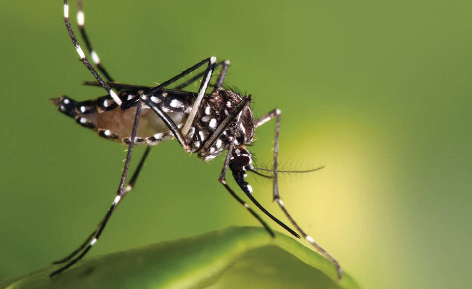 A Importância da Combate ao Dengue na Saúde Pública
