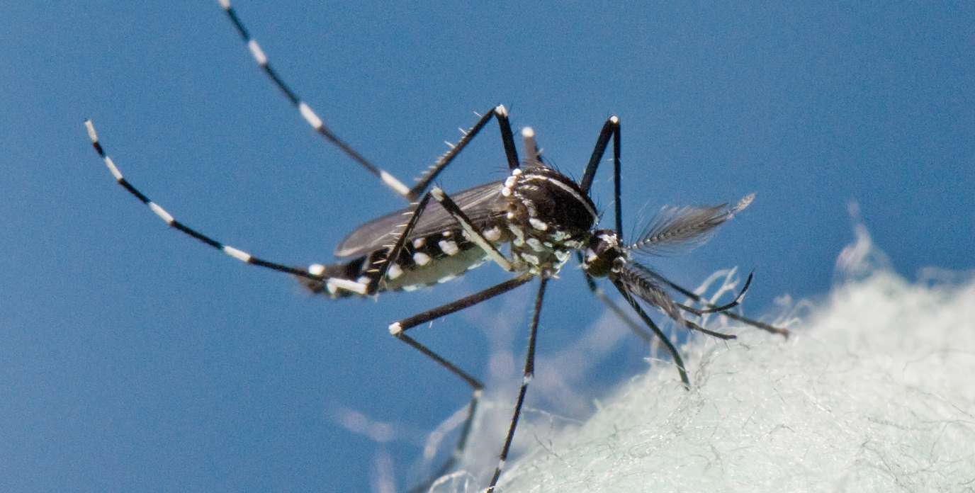 Chikungunya: Entenda os Perigos e Prevenções