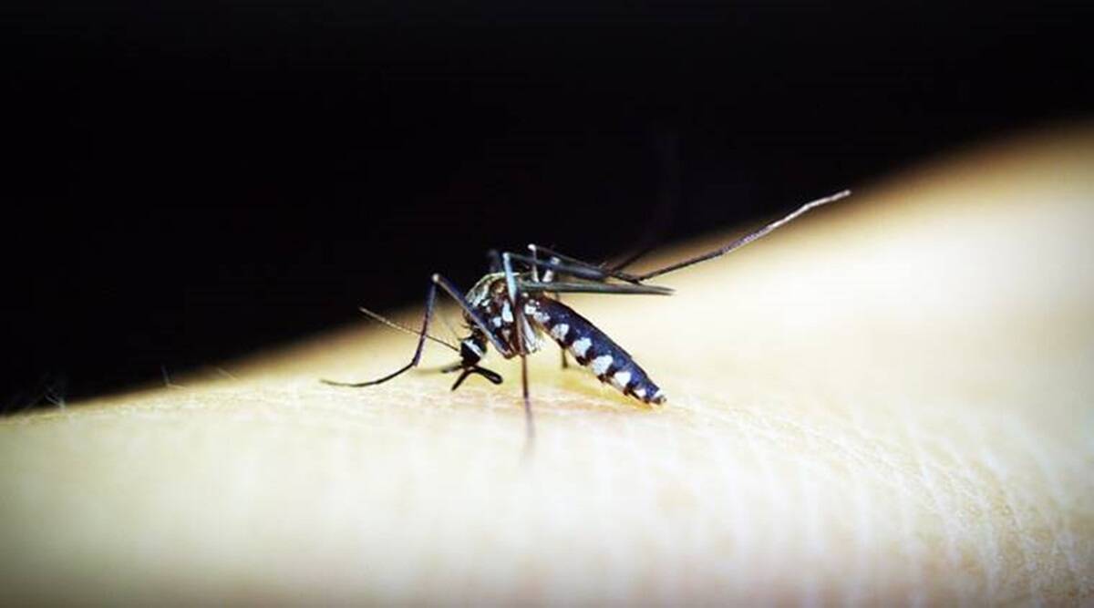 Chikungunya: Importância, Sintomas e Medidas de Prevenção
