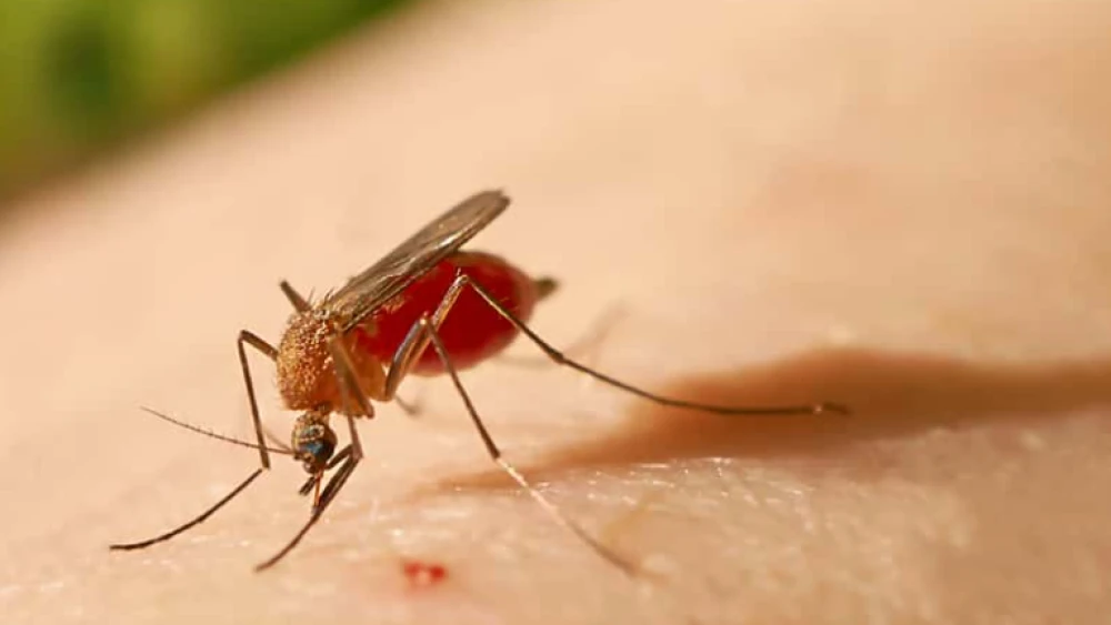 O que é a Febre Oropouche e Sua Importância
