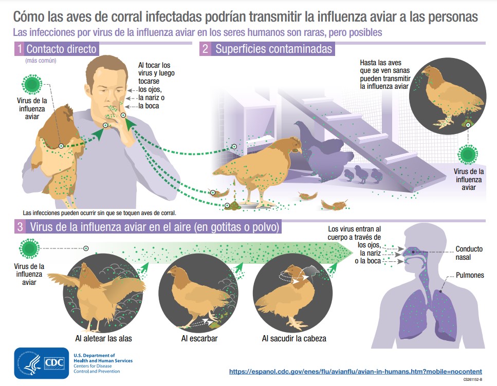 Sintomas da Gripe Aviária: Um Alerta Necessário