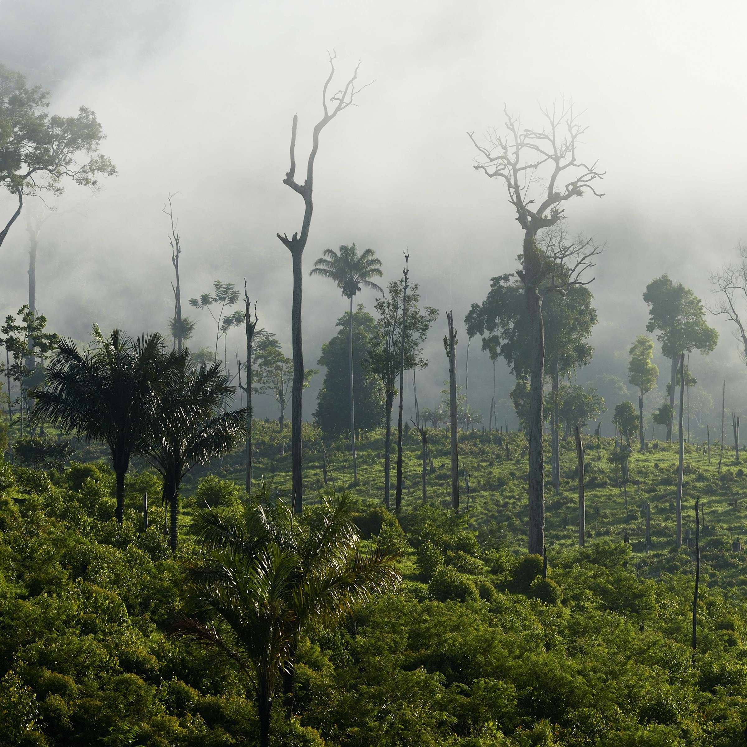 G1 Amazonas: Últimas Notícias e Relevância Atual