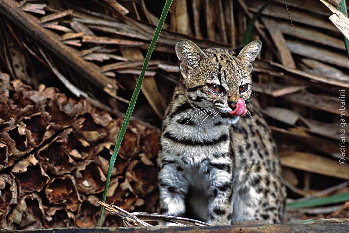 Gato do Mato: Conheça Este Felino Brasileiro em Risco