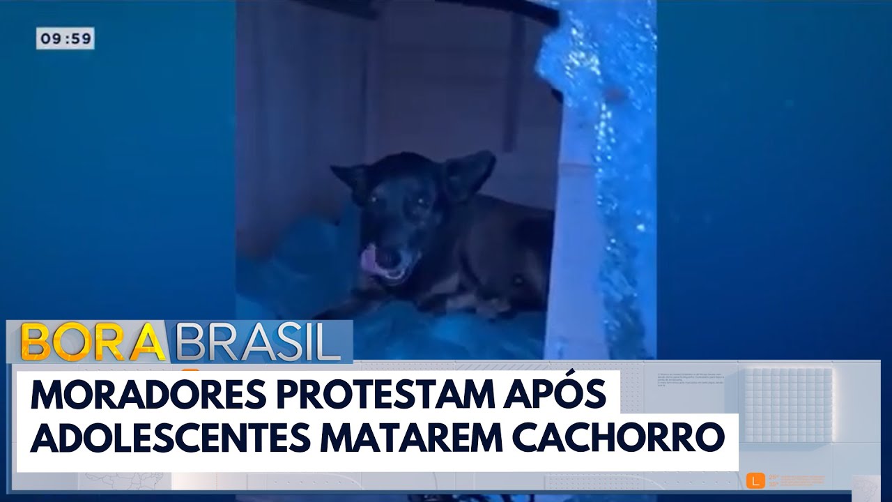 Cachorro orelha fotos: como fotografar e avaliar com segurança