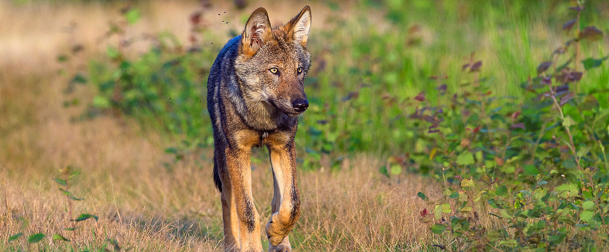 Lobos: Protetores da Biodiversidade e Equilíbrio Ecológico