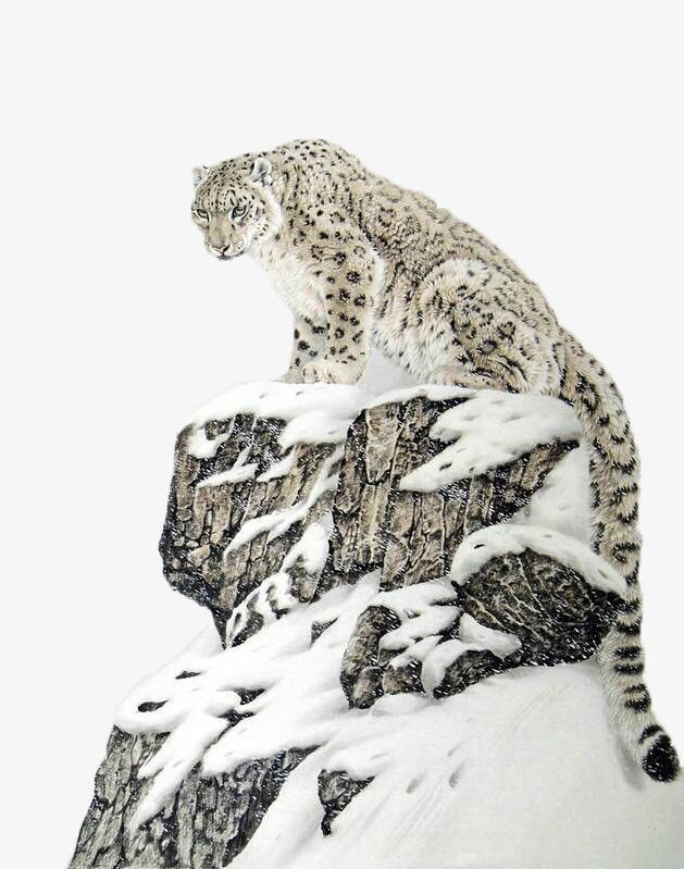 Leopardo das Neves: vida e habitat nas montanhas da Ásia